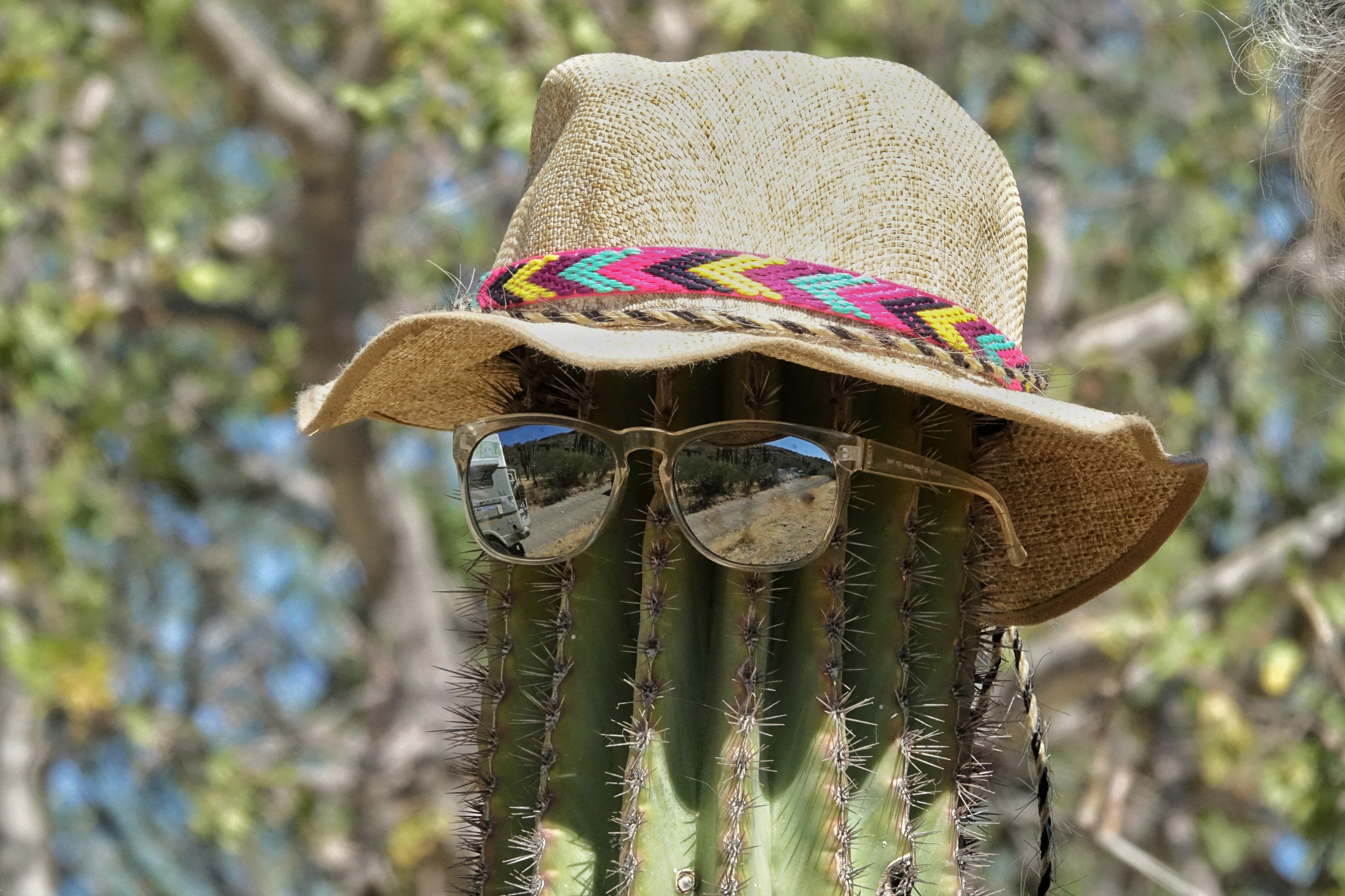 Chapeau posé sur un cactus